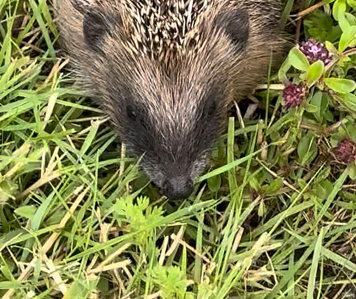 Winterhilfe für Tiere im Garten