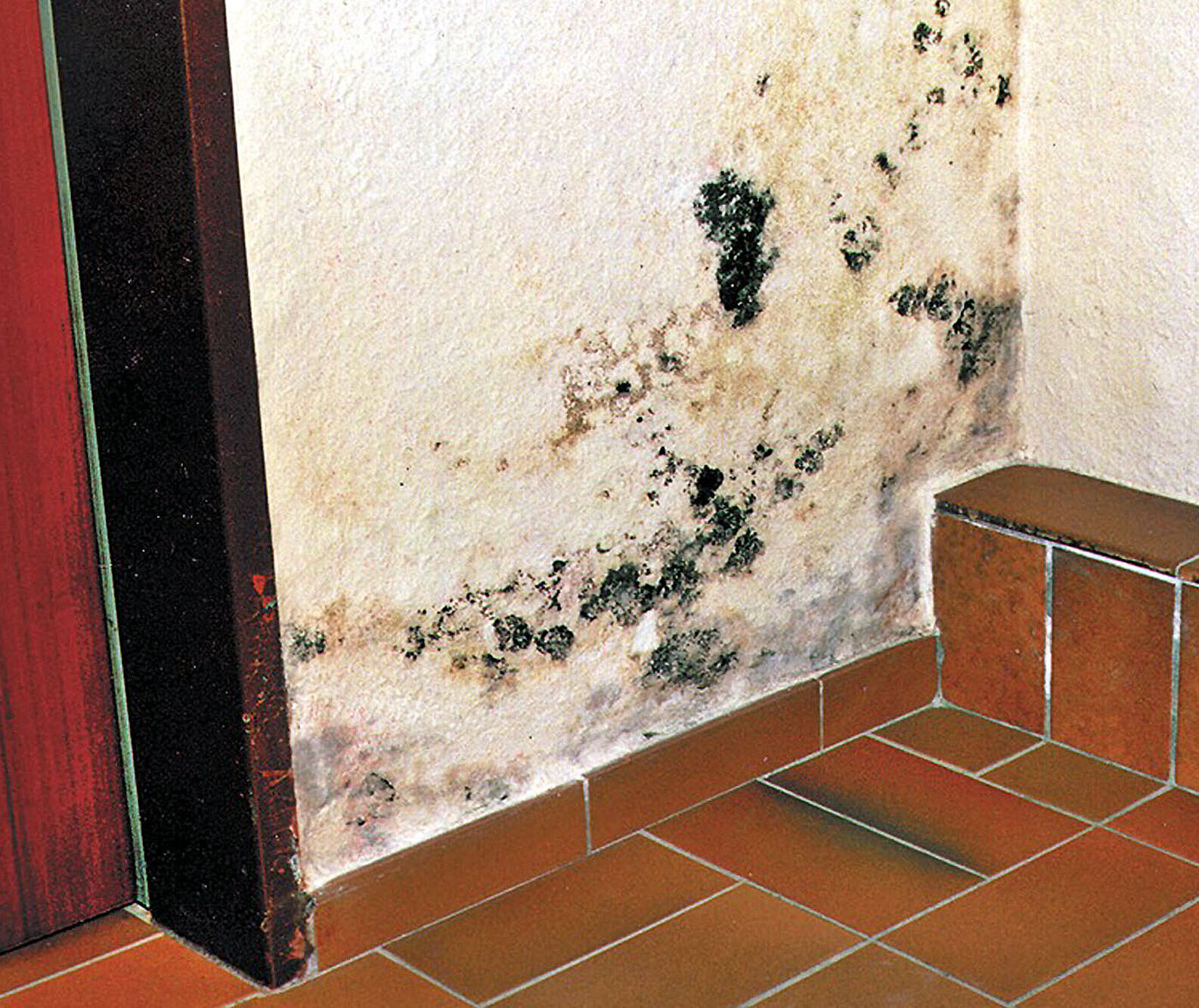 Schimmel beseitigen und vorbeugen